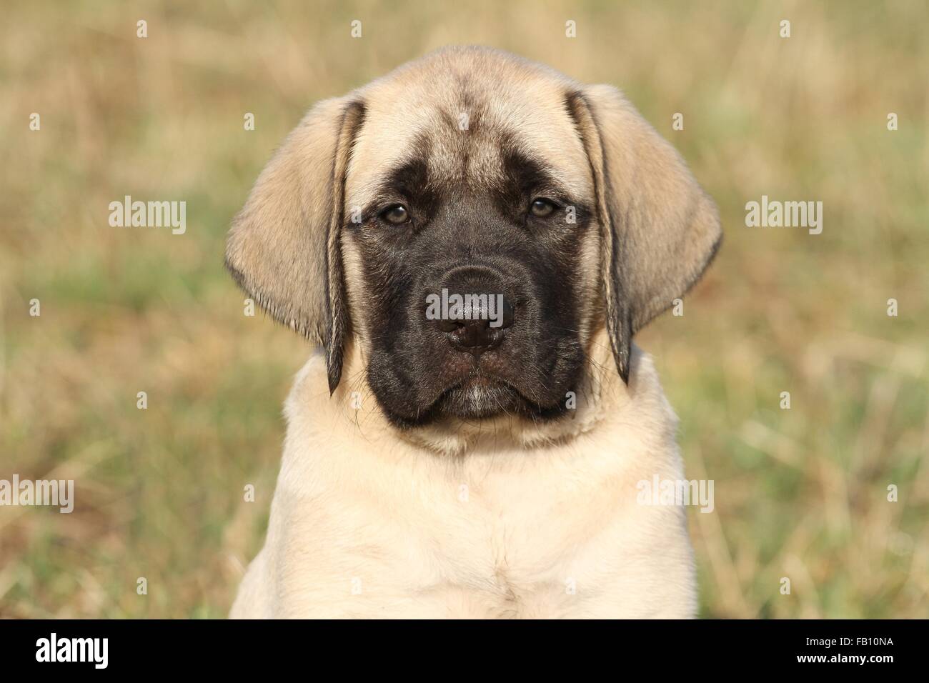 Old English Mastiff Puppy Banque D'Images