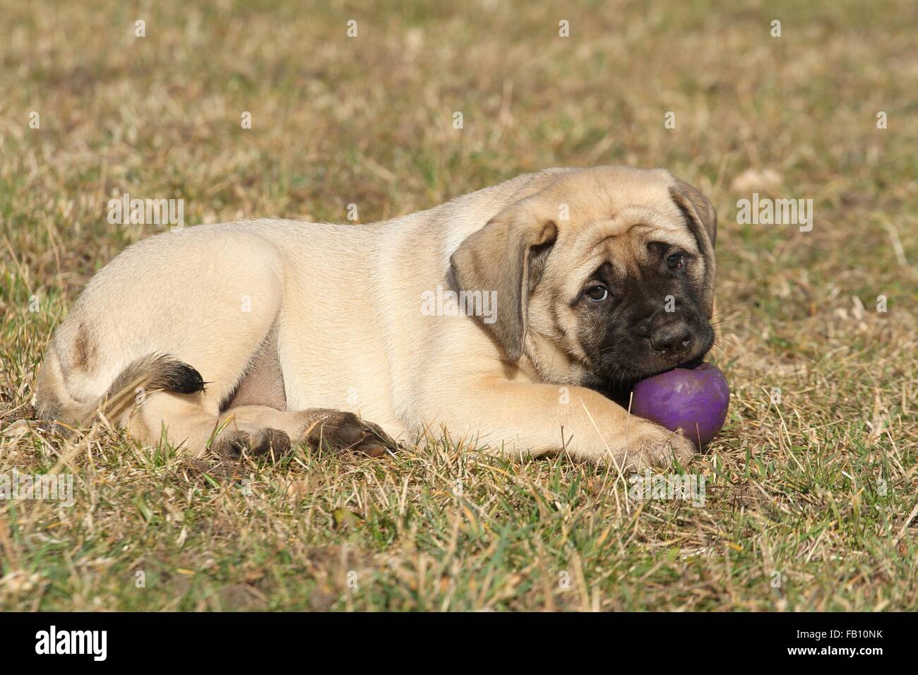 Jouer Old English Mastiff Puppy Banque D'Images