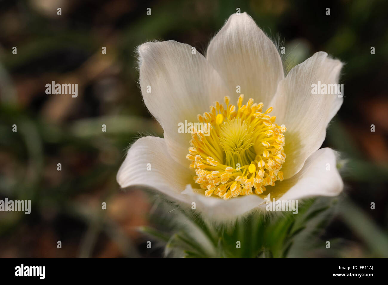 Pulsatilla vulgaris blanc frais d'ouverture de fleurs à partir d'un soft et furry bud au printemps. Banque D'Images