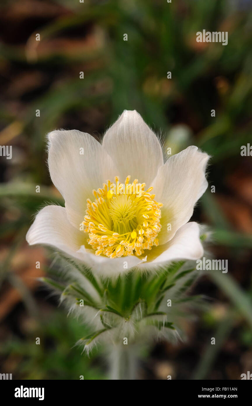 Pulsatilla vulgaris blanc frais d'ouverture de fleurs à partir d'un soft et furry bud au printemps. Banque D'Images