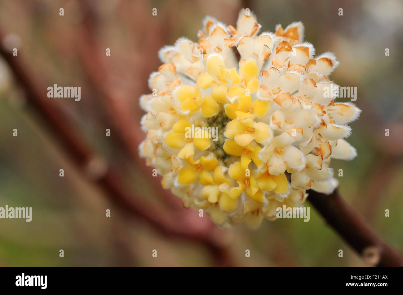 Edgeworthia Chrysantha, un arbuste à fleurs parfumées au printemps avec des fleurs jaunes. Banque D'Images