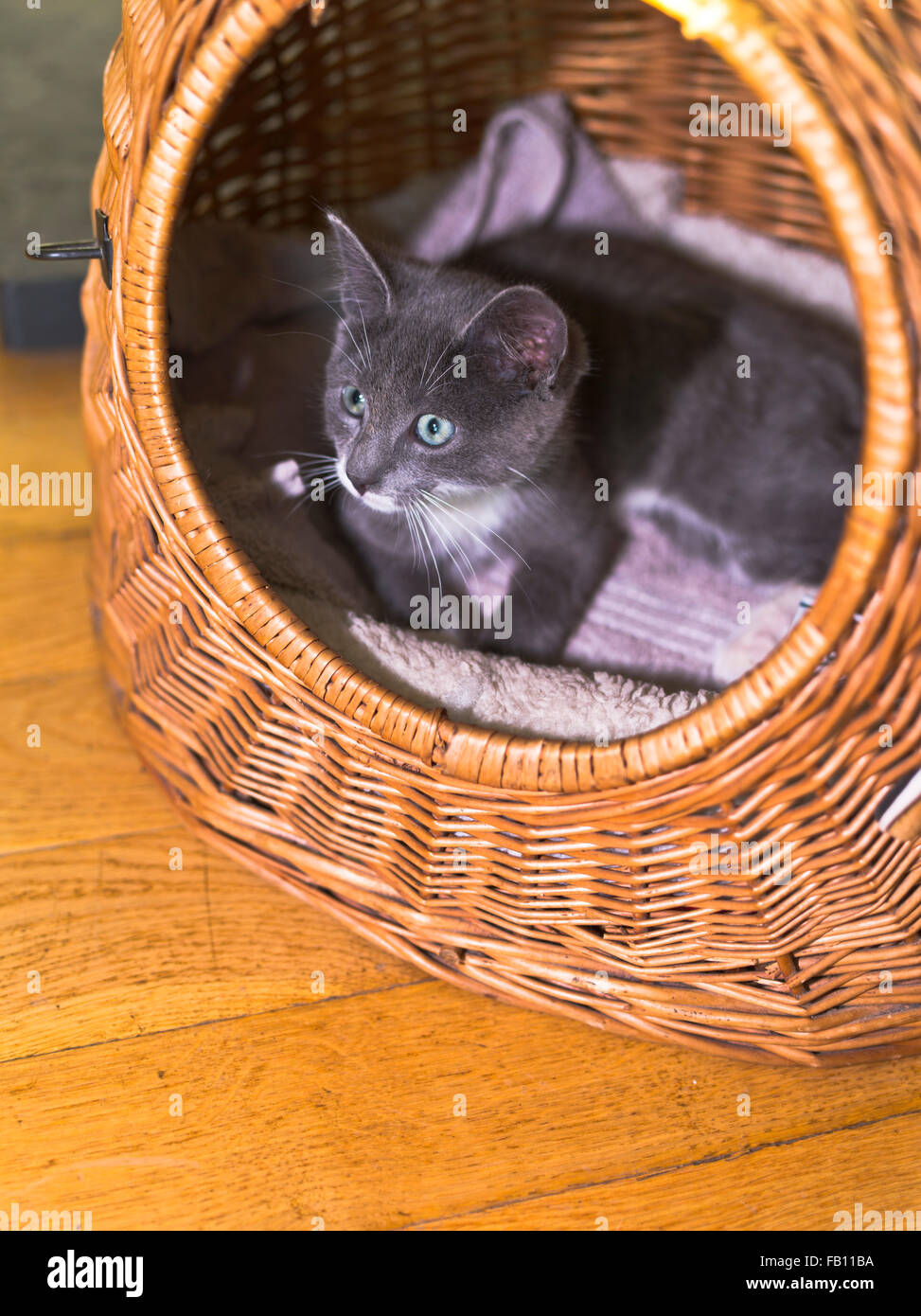 Chaton dh UK jeune chaton dans l'osier panier chat mignon visage branche Banque D'Images