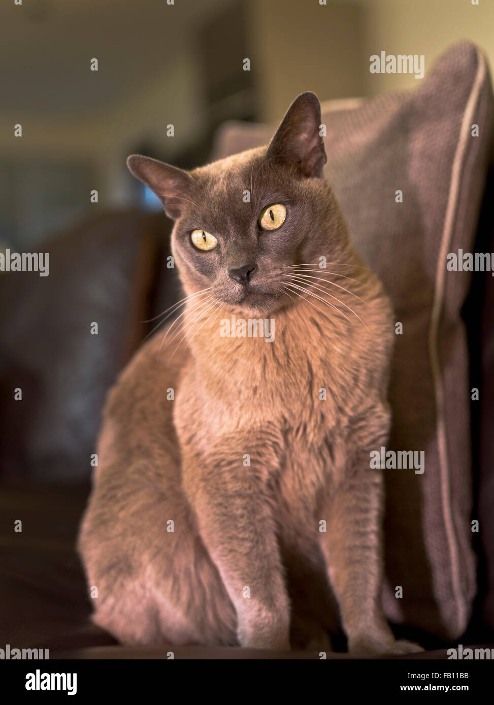 Cat CAT Birman dh UK Blue Cat birman chats Pedigree animaux domestiques de races seul Banque D'Images