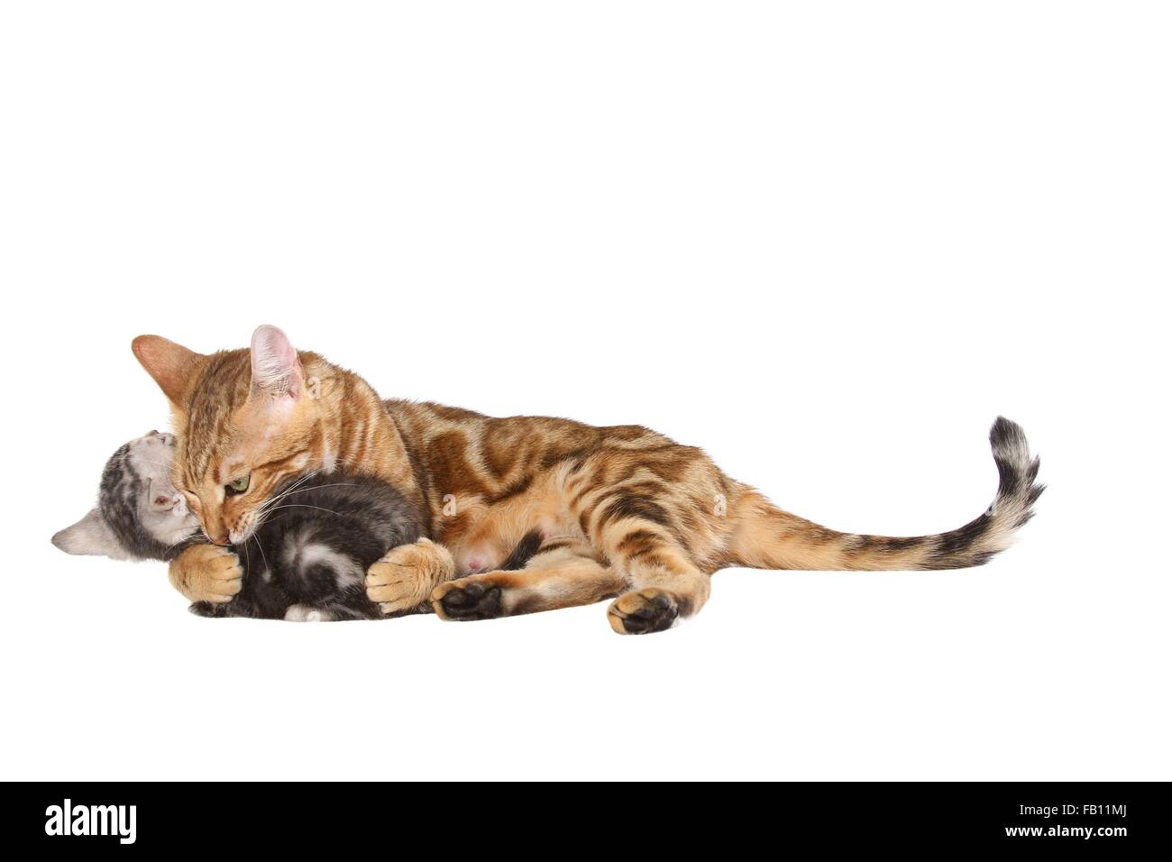 2 chats Bengale Banque D'Images