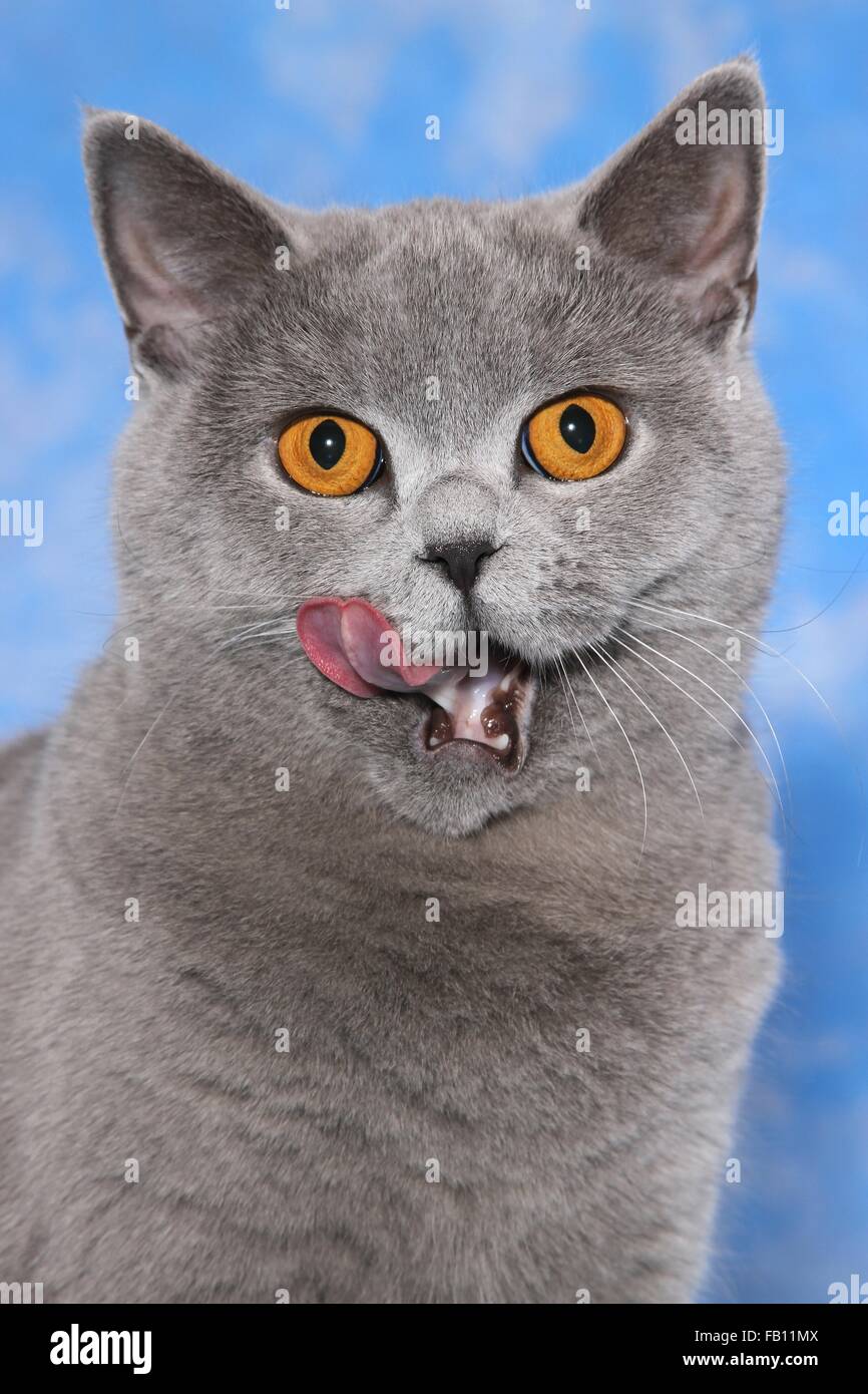 Portrait British Shorthair Banque D'Images