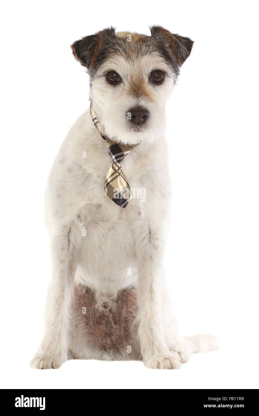 Assis Parson Russell Terrier Banque D'Images