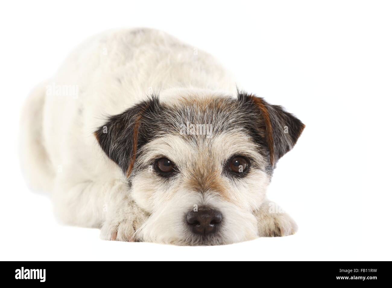 Lying Parson Russell Terrier Banque D'Images