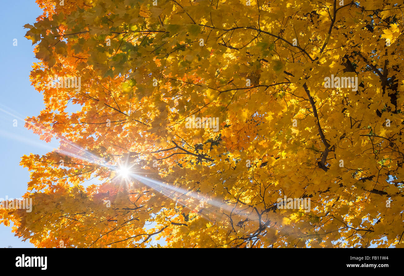 Faible angle de vue d'arbre avec les feuilles d'automne Banque D'Images