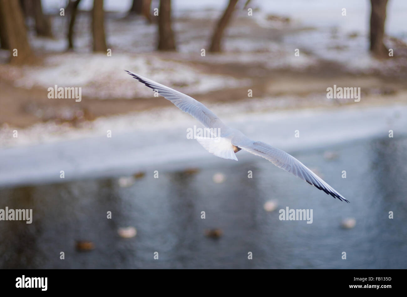 Mouette gracieuse avec ailes propagation survole sa patrie Banque D'Images