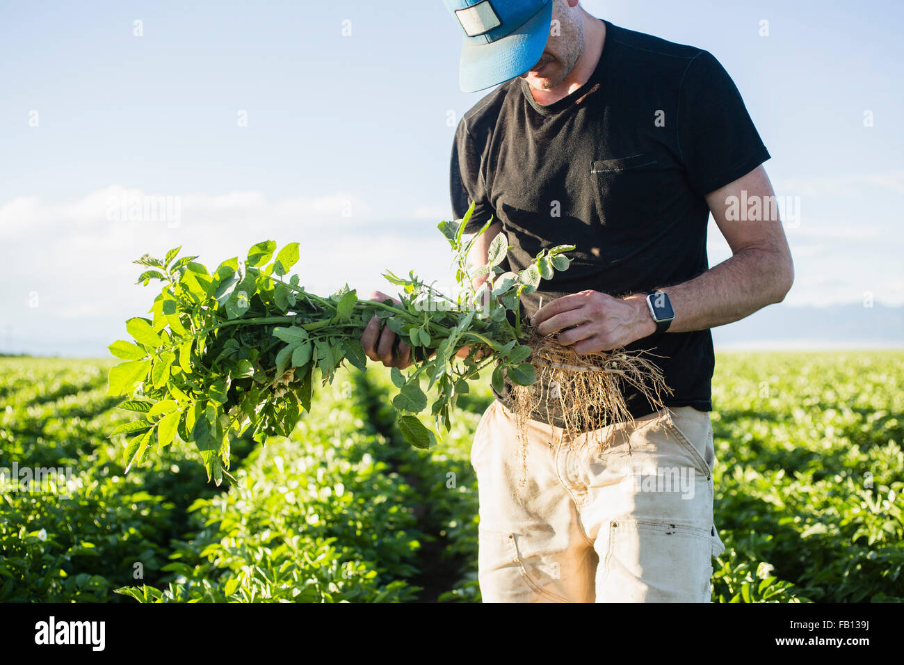 Mature man holding green plant Banque D'Images