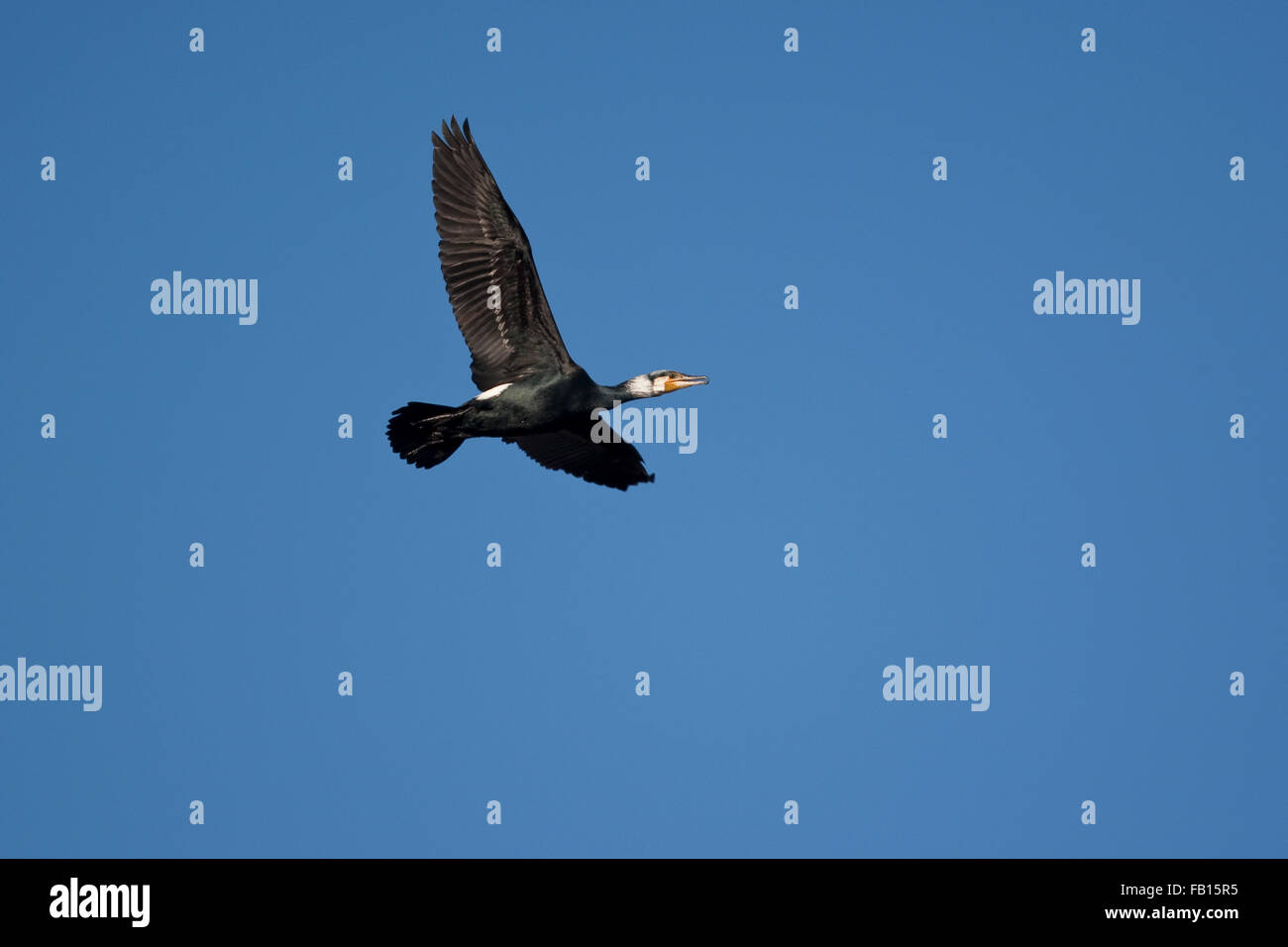 Le Grand Cormoran, le Grand Cormoran, vol, 41059 blauem vor Flug im Himmel, Flugbild, Phalacrocorax carbo Banque D'Images