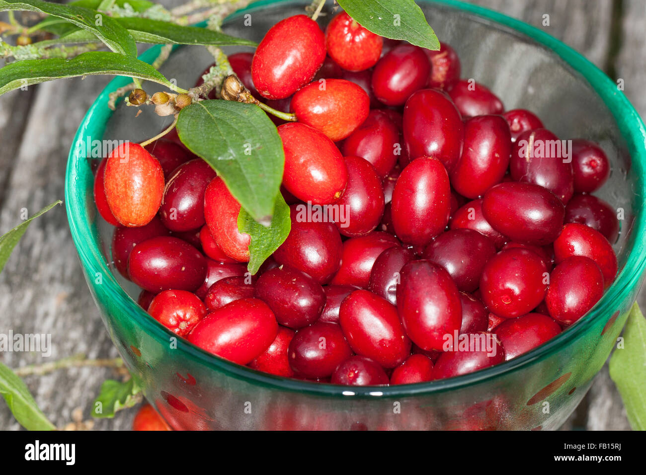 Cherry en cornaline, fruits, Kornel-Kirsche Kornellkirsche ...