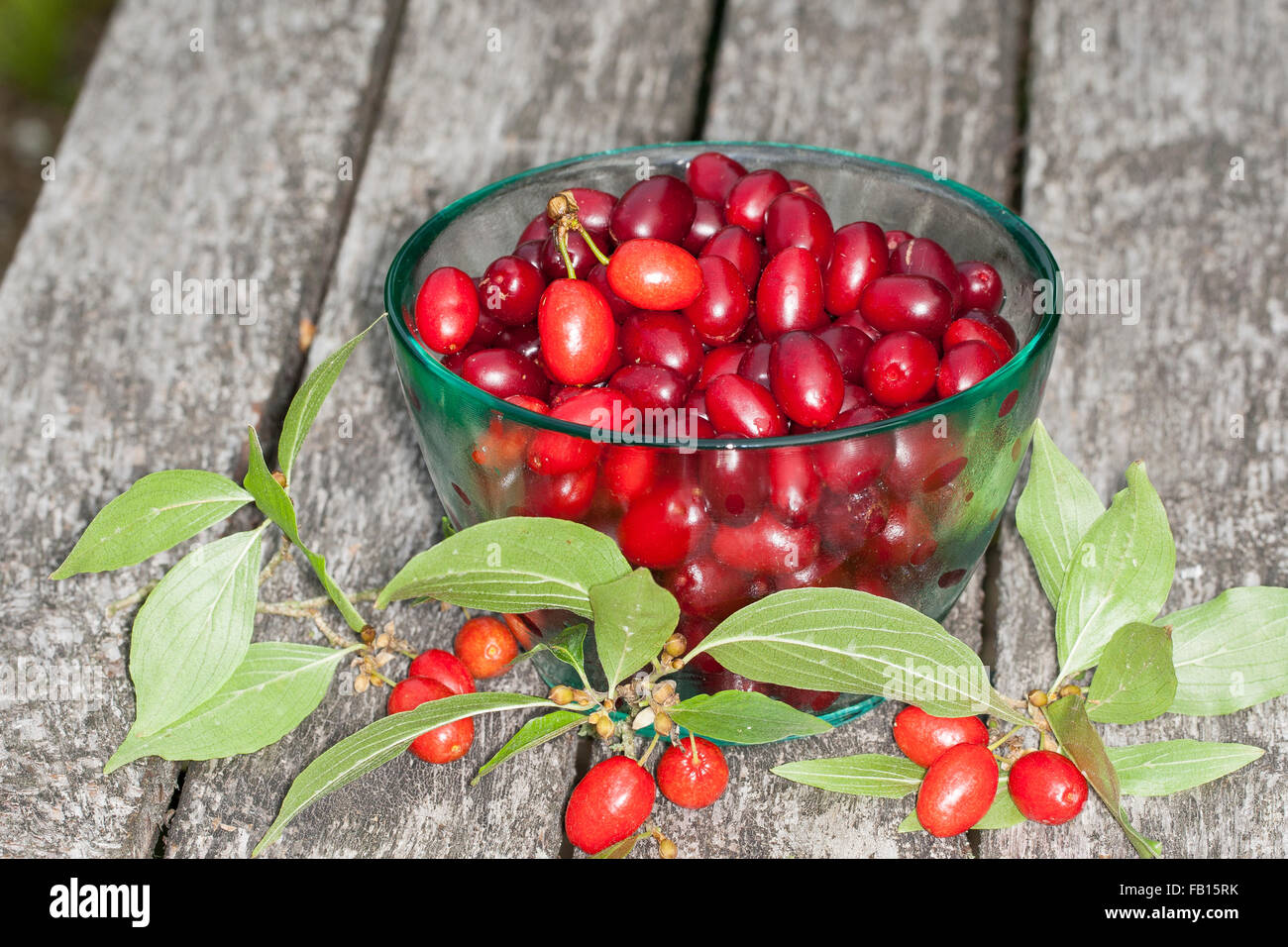 Cherry en cornaline, fruits, Kornel-Kirsche Kornellkirsche Kornelkirsche,,, Kornel, Früchte, Frucht, Cornus mas, Cornouiller mâle Banque D'Images