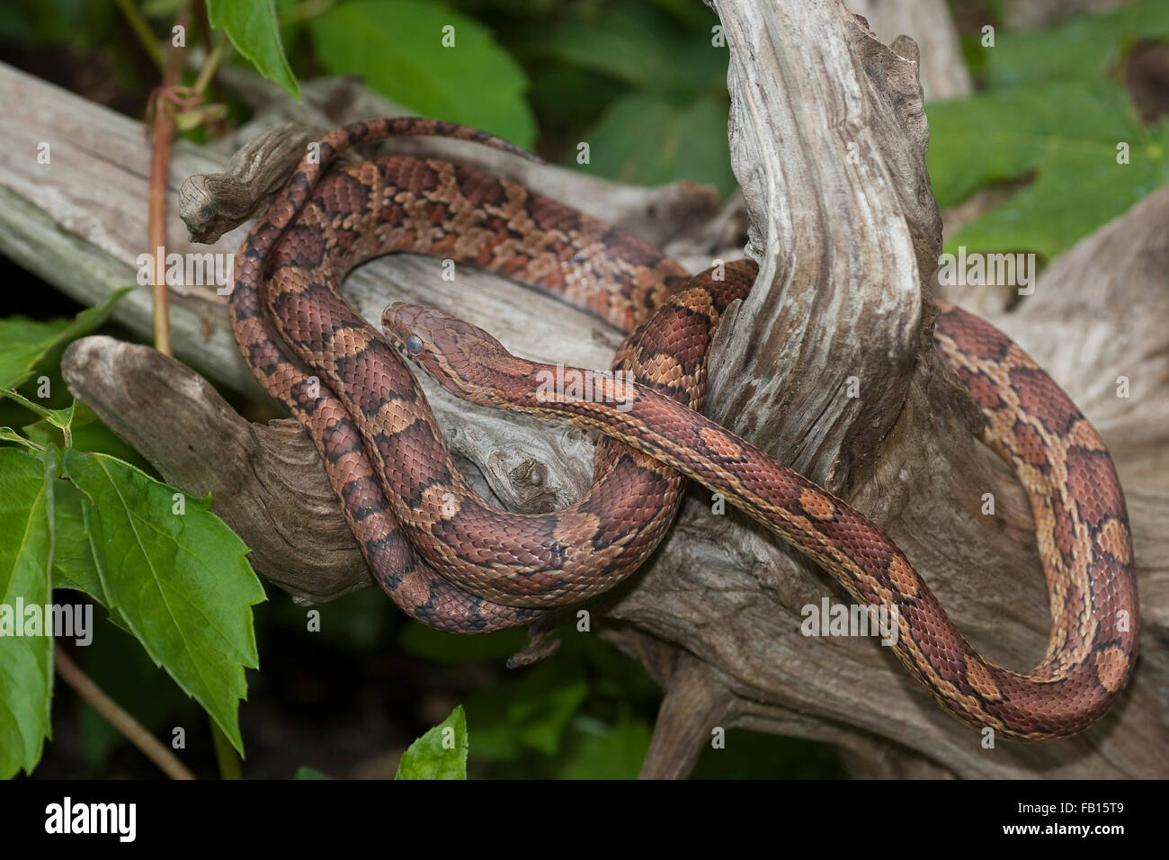 Red Rat, Serpent, Kornnatter Korn-Natter, Pantherophis guttatus, Natter, Banque D'Images