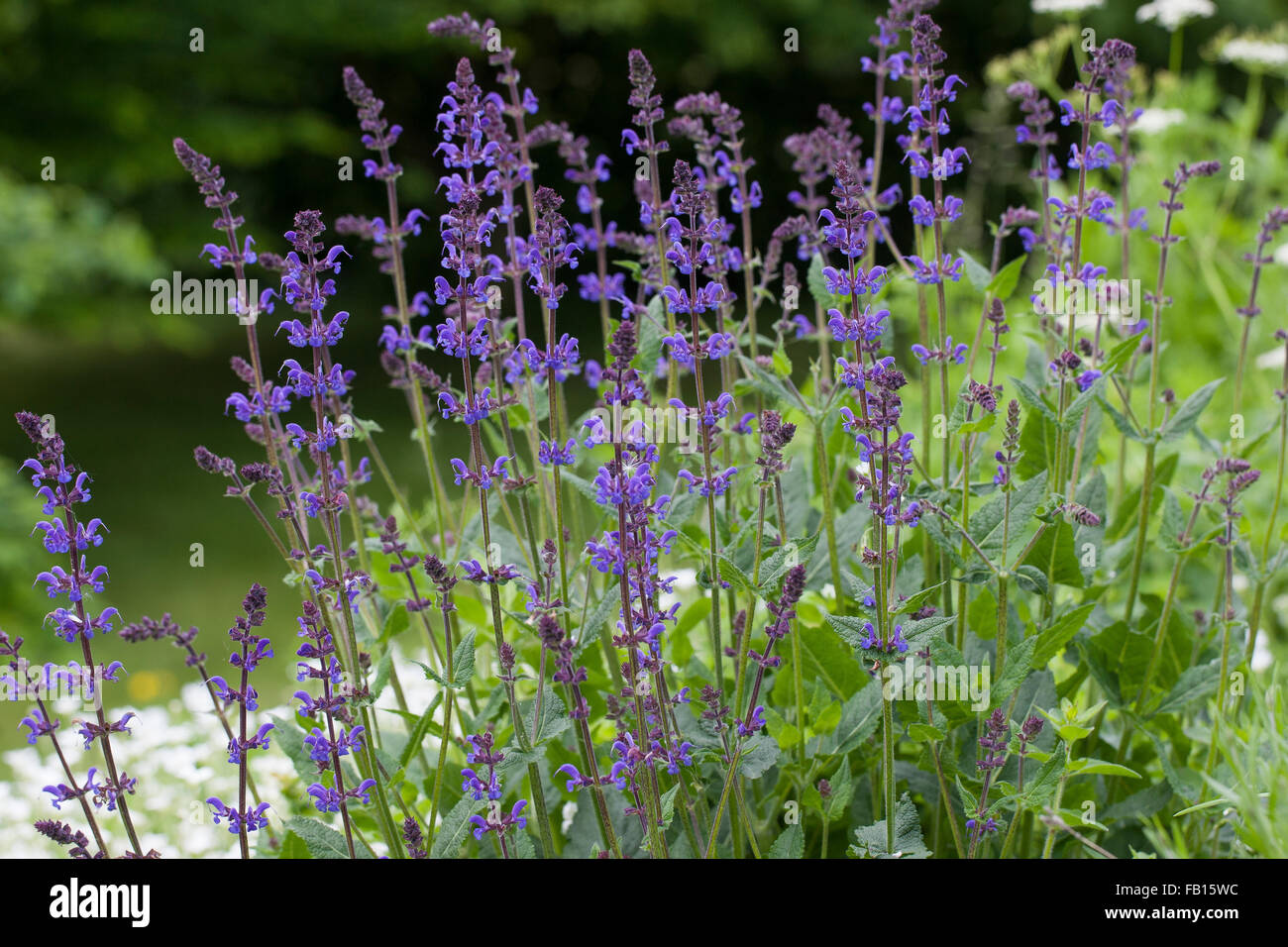 Sauge des bois, des bois-sage, Clary, balkaniques, sauge sauvage, Steppensalbei Steppen-Salbei Hain-Salbei Hainsalbei, Salvia nemorosa,, Banque D'Images