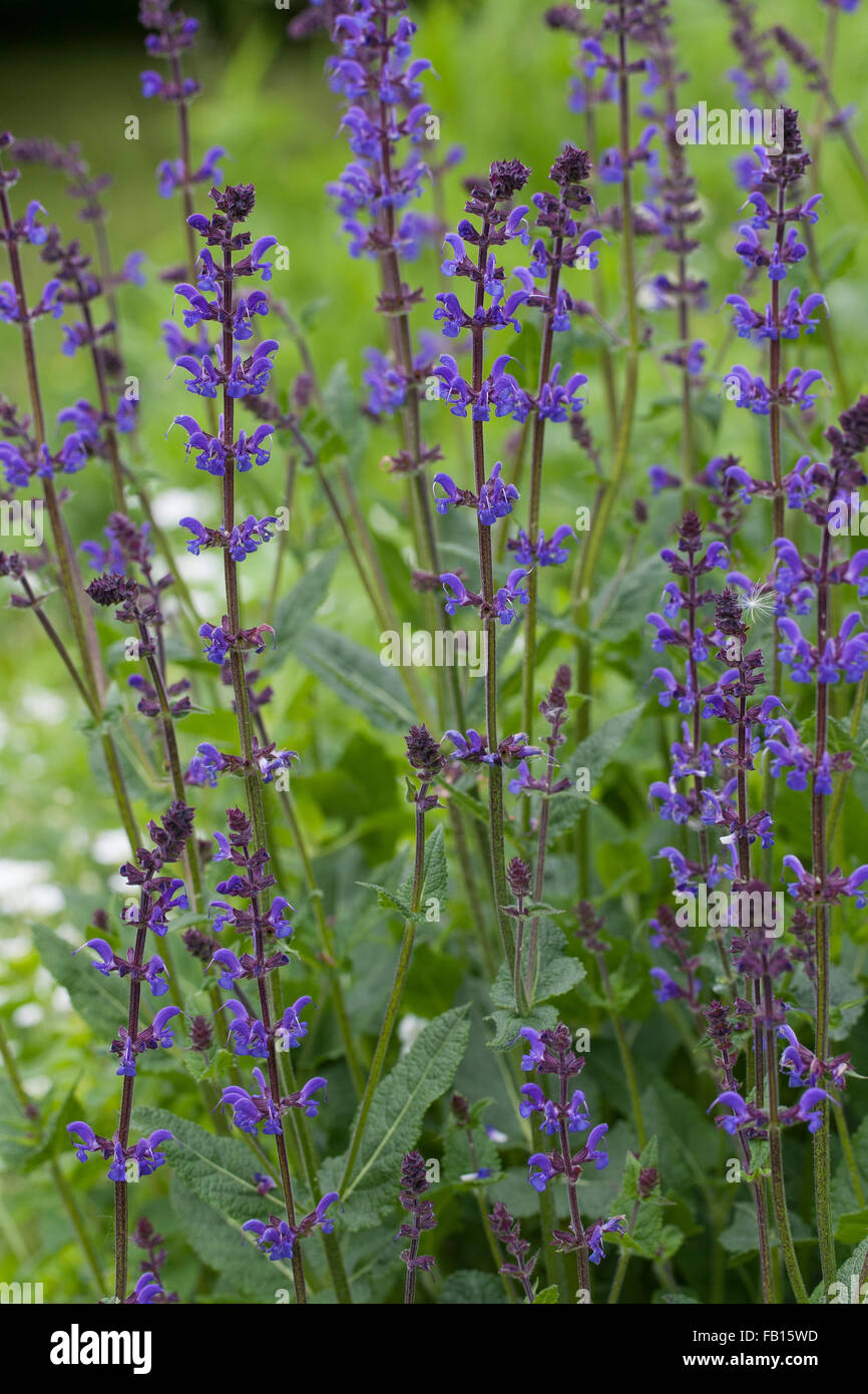 Sauge des bois, des bois-sage, Clary, balkaniques, sauge sauvage, Steppensalbei Steppen-Salbei Hain-Salbei Hainsalbei, Salvia nemorosa,, Banque D'Images