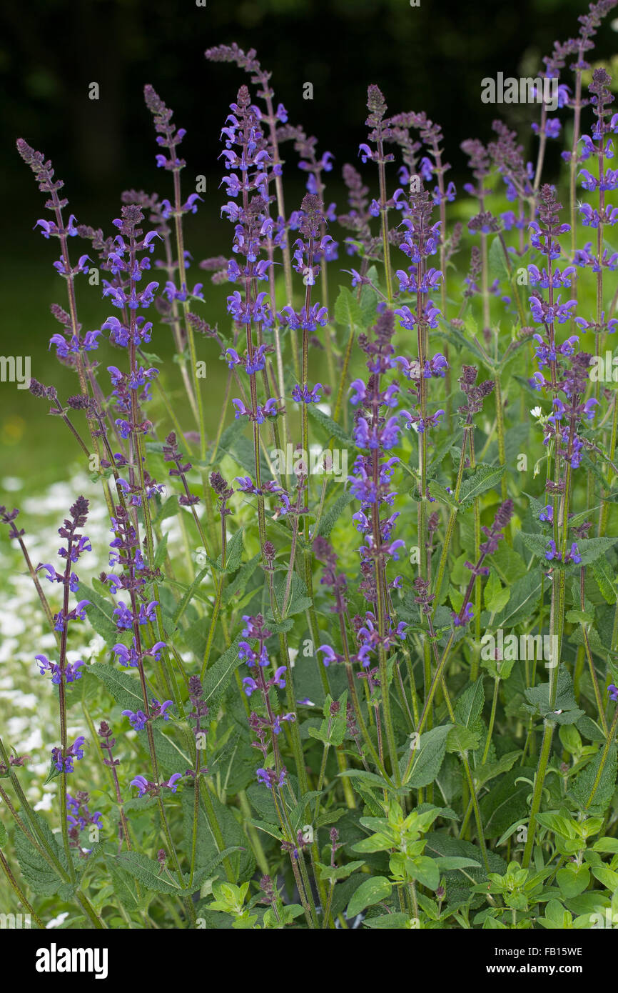 Sauge des bois, des bois-sage, Clary, balkaniques, sauge sauvage, Steppensalbei Steppen-Salbei Hain-Salbei Hainsalbei, Salvia nemorosa,, Banque D'Images