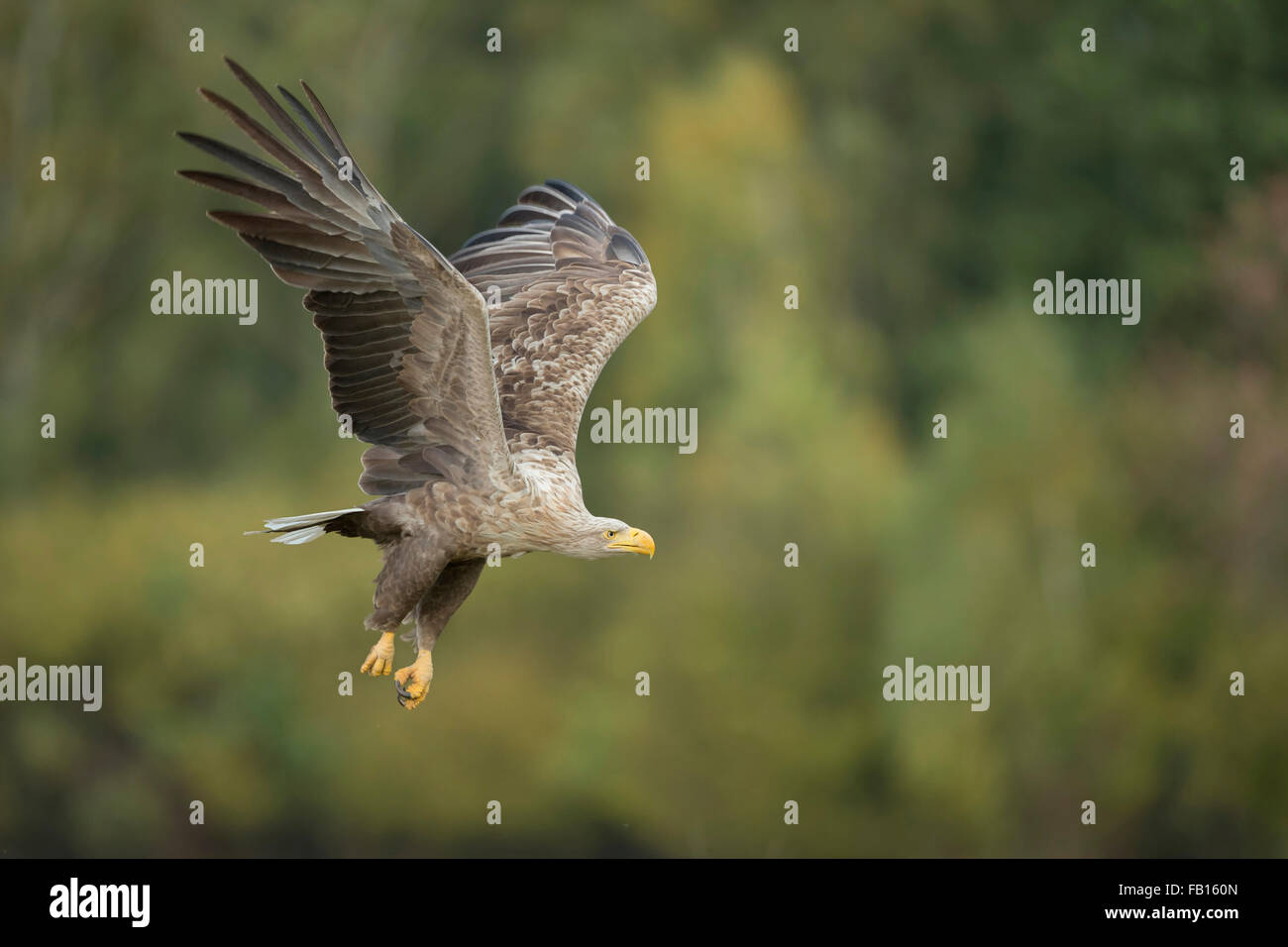 White-tailed Eagle / l'Aigle de mer ( Haliaeetus albicilla ) en vol puissant devant le bord d'une forêt de feuillus. Banque D'Images