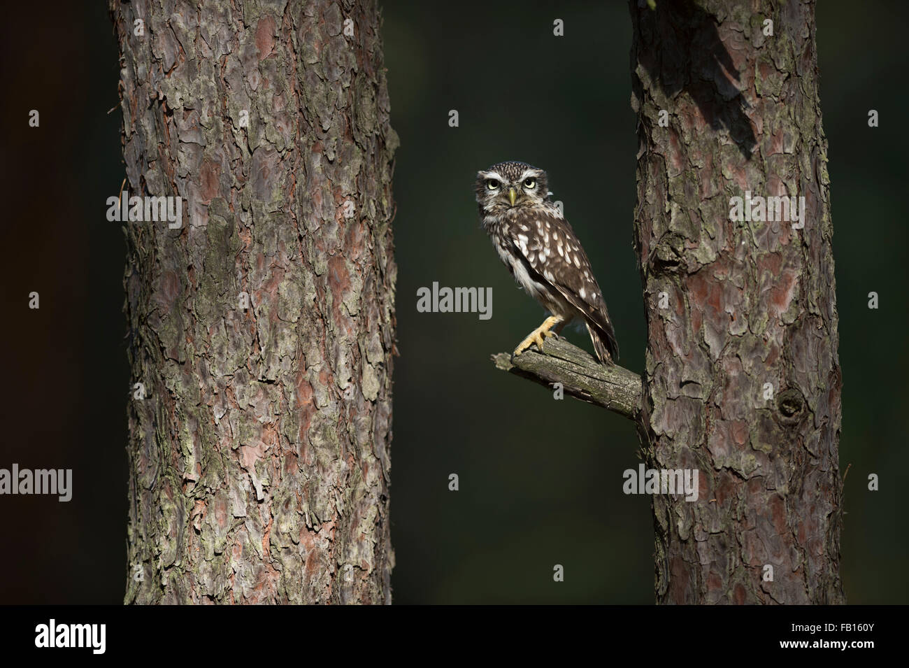 Little Owl / Minervas Owl / Steinkauz ( Athene noctua ) perché sur une branche entre deux arbres, semble sérieux, faune, Europe Banque D'Images
