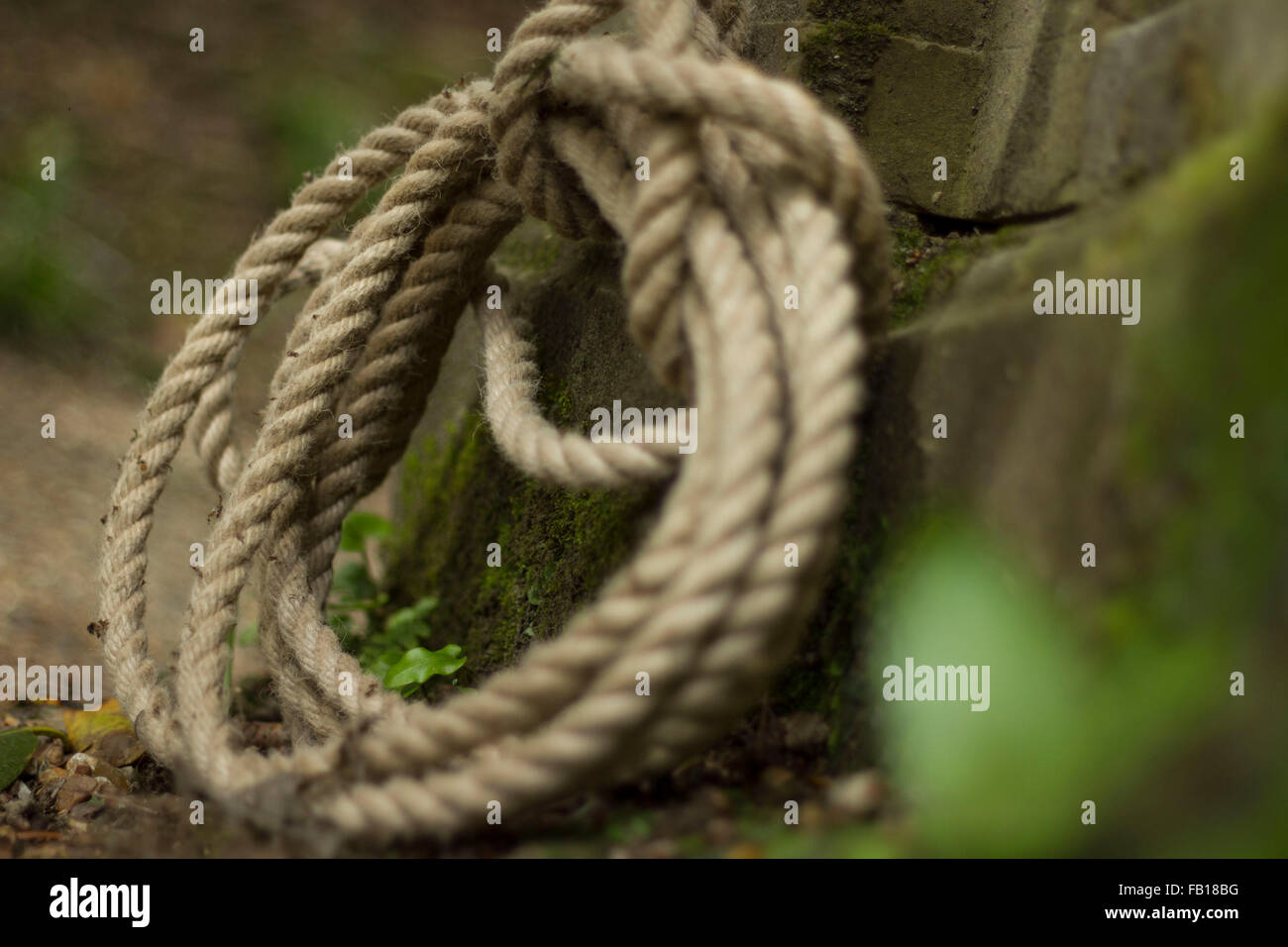 Corde sur l'arbre,grand, lourd, chanvre, noeud, Manille, corde nouée Banque D'Images