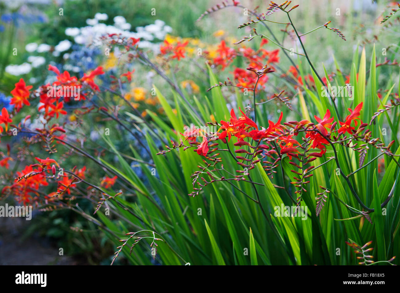 CROCOSMIA BOWLAND BLAZE Banque D'Images