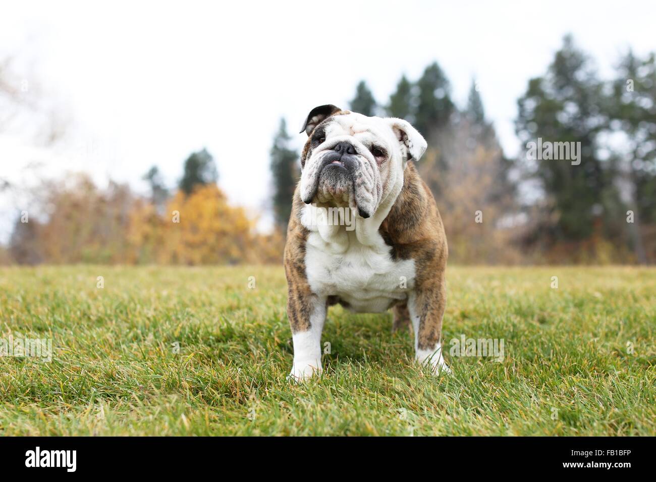 Portrait de bulldog debout sur l'herbe du parc Banque D'Images