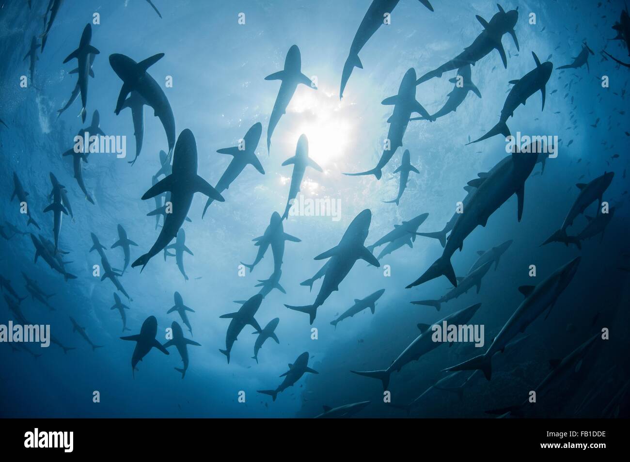 La silhouette sous l'avis de collecte de requins soyeux au printemps pour l'accostage des rituels, Roca Partida, Revillagigedo, Mexique Banque D'Images