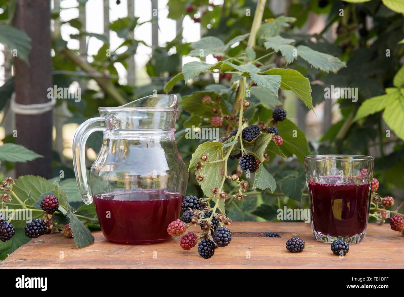 Pichet de jus de fruits frais et un verre de jus frais, sur la table de jardin, à côté de mûriers Banque D'Images