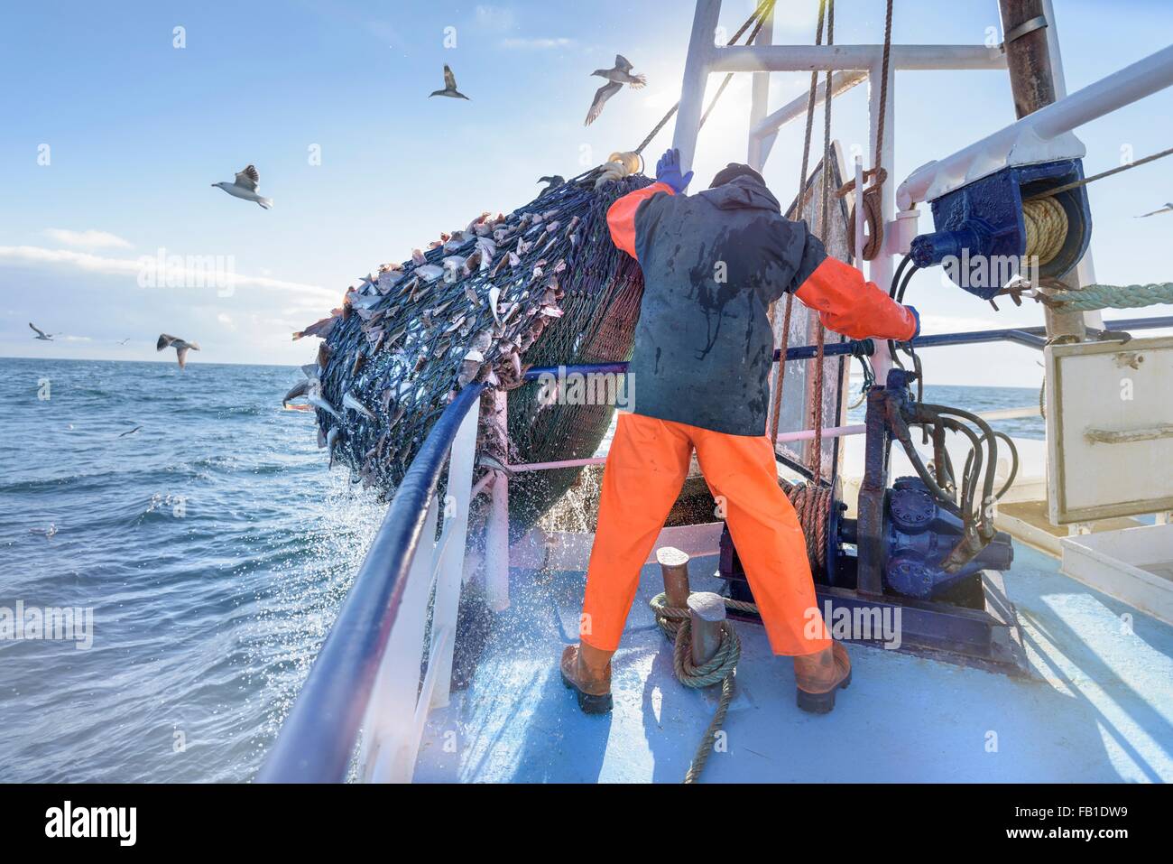 Vidage pêcheur filet plein de poissons en attente sur trawler Banque D'Images