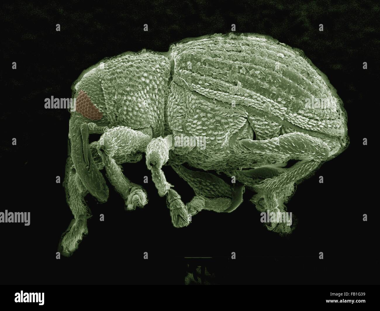 SEM de couleur petit (Curculionidae) Banque D'Images