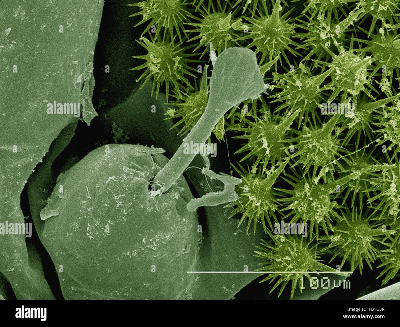 SEM de couleur de cheveux urticantes sur caterpillar saddleback (Acharia sp., Limacodidae) Banque D'Images