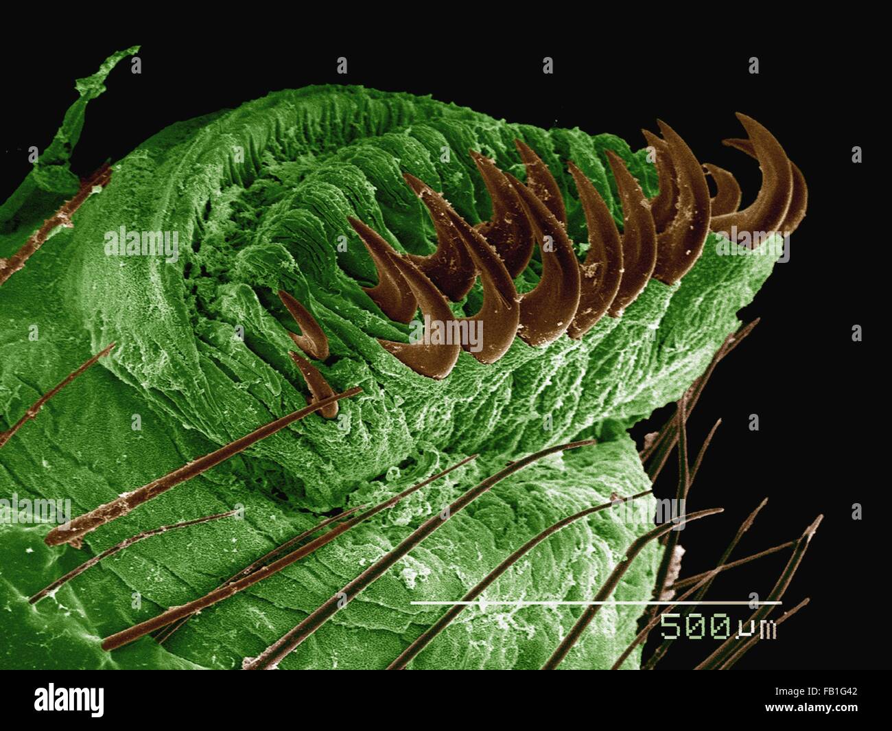 Sphinx de Coloured SEM (Sphingidae) Banque D'Images
