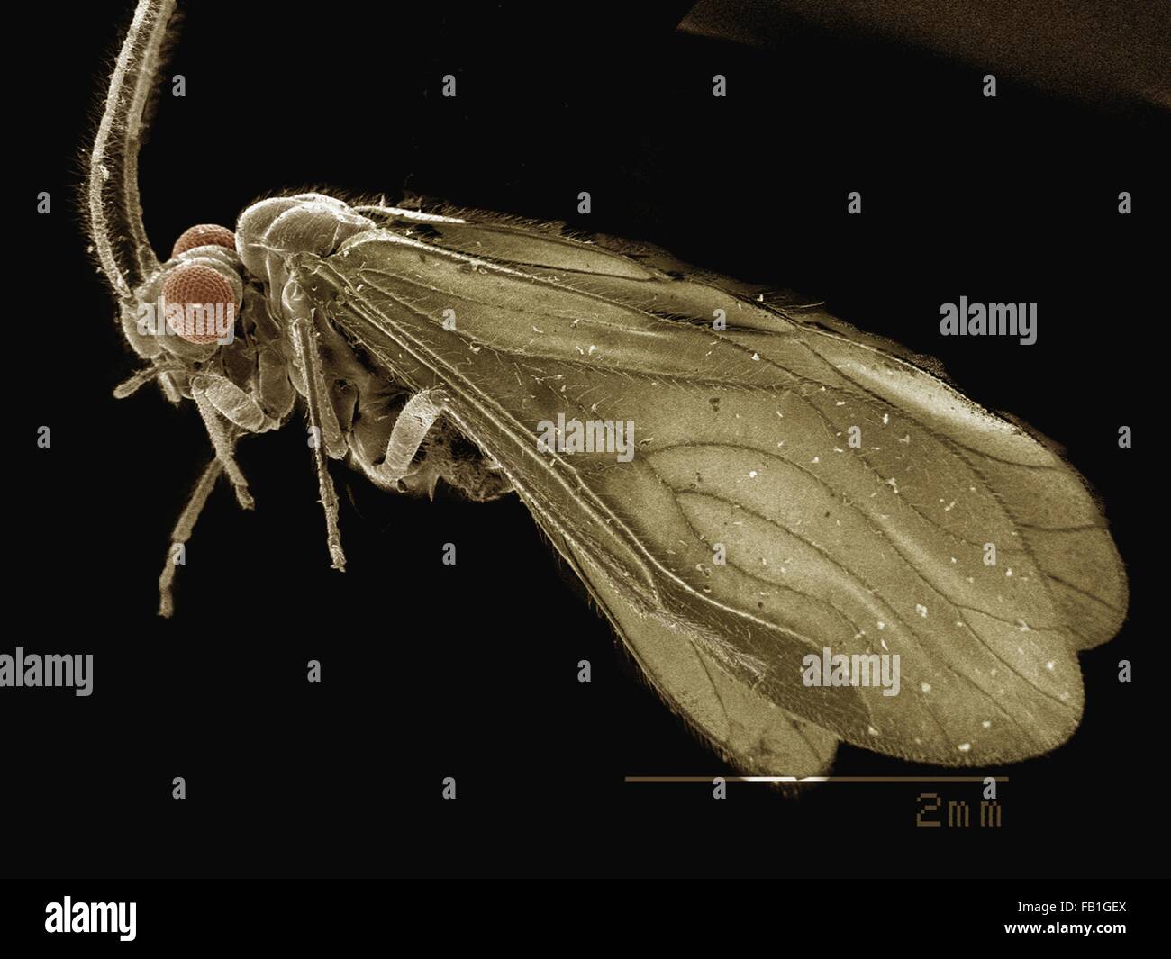 SEM de l'écorce de couleur (Psocoptera) pou Banque D'Images