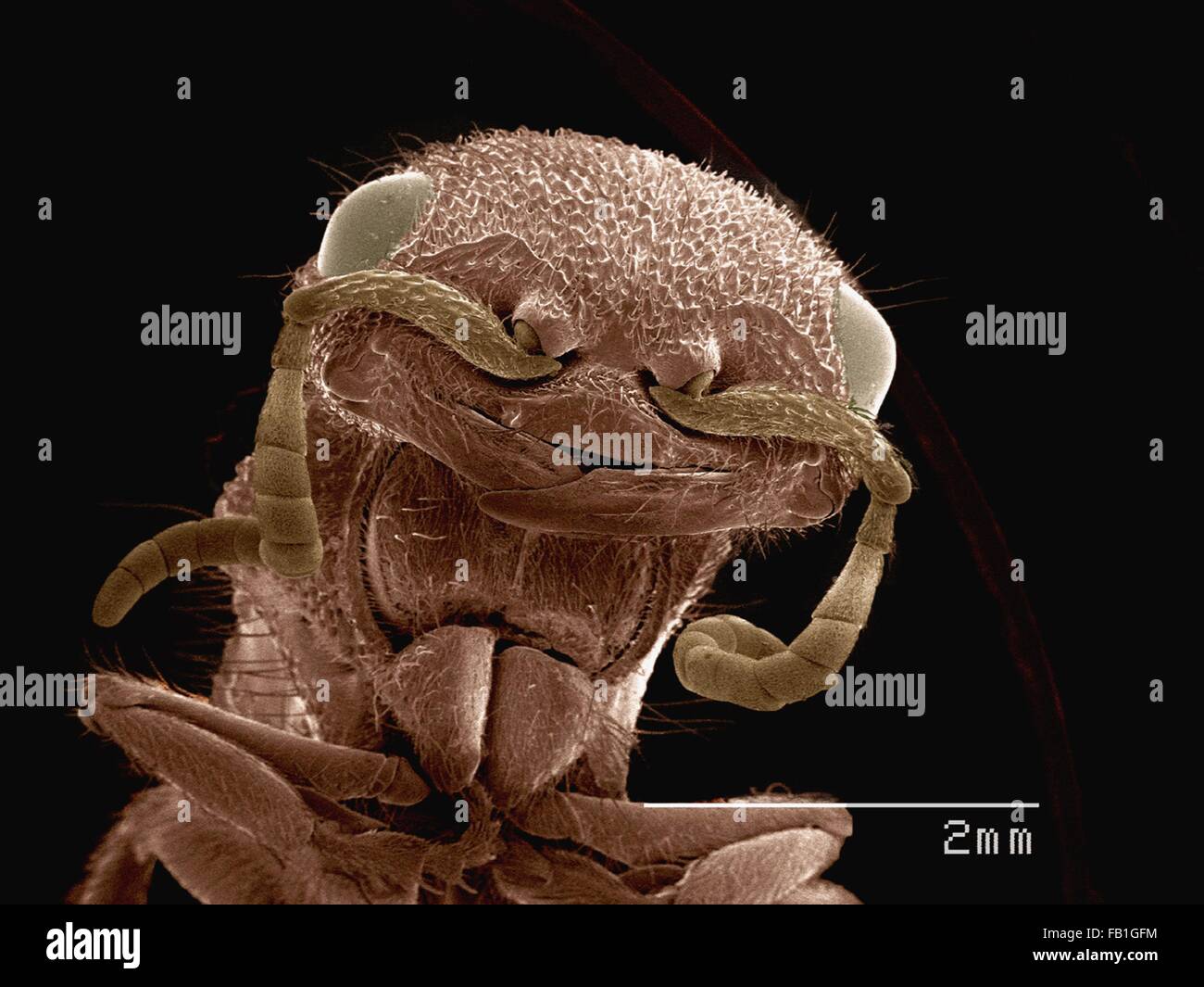 SEM de couleur de la tête de fourmi de velours (Mutilidae) Banque D'Images