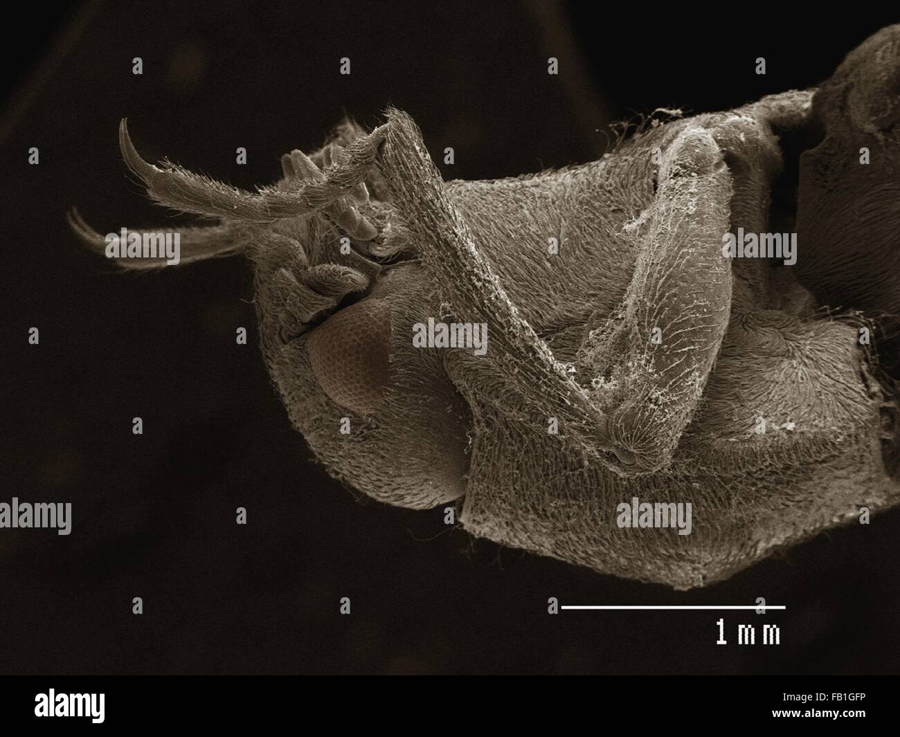 SEM d'eau colorée (Driopidae) Banque D'Images