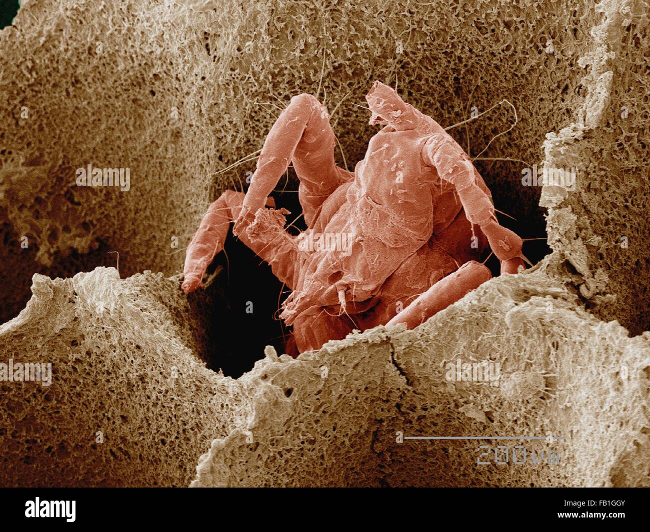 Coloured SEM de thunderbug (Thysanoptera) dans la région de champignon Banque D'Images