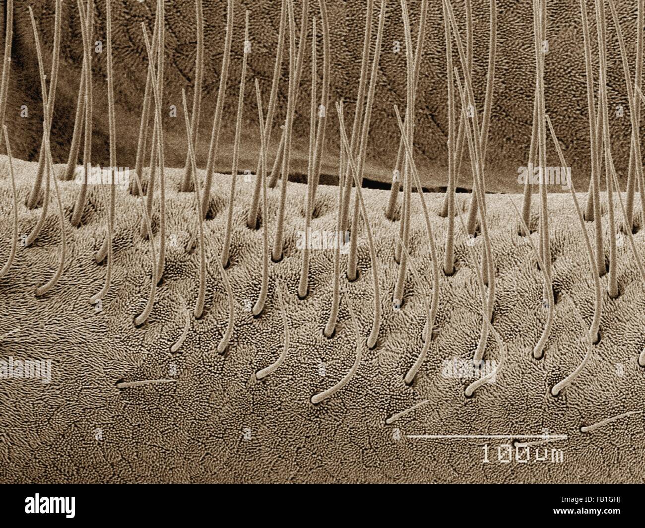 SEM de couleur sable de l'antenne (Ceratopogonidae) Banque D'Images