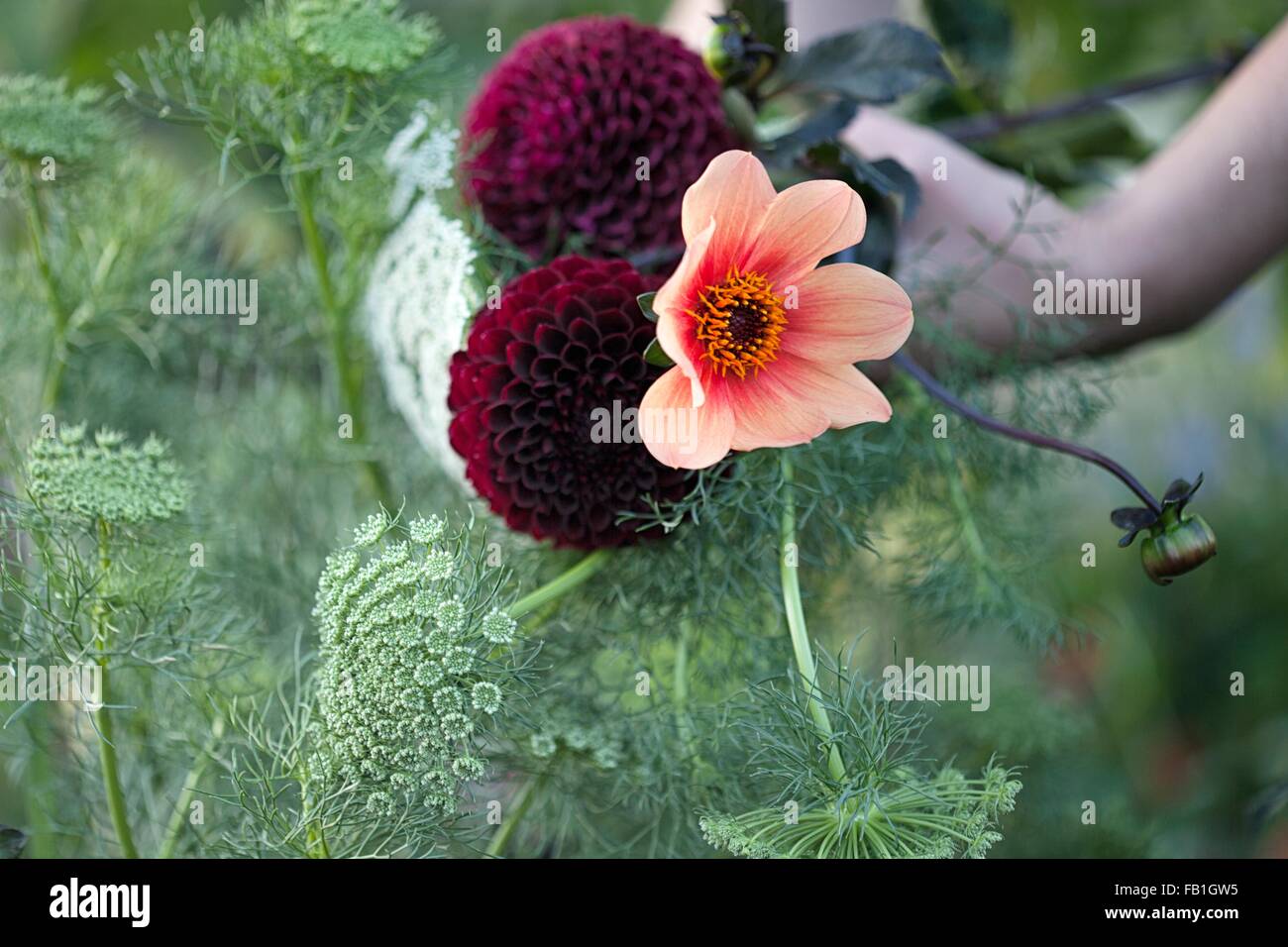 La main de femme tenant des fleurs fraîches et de fougères à l'attribution Banque D'Images