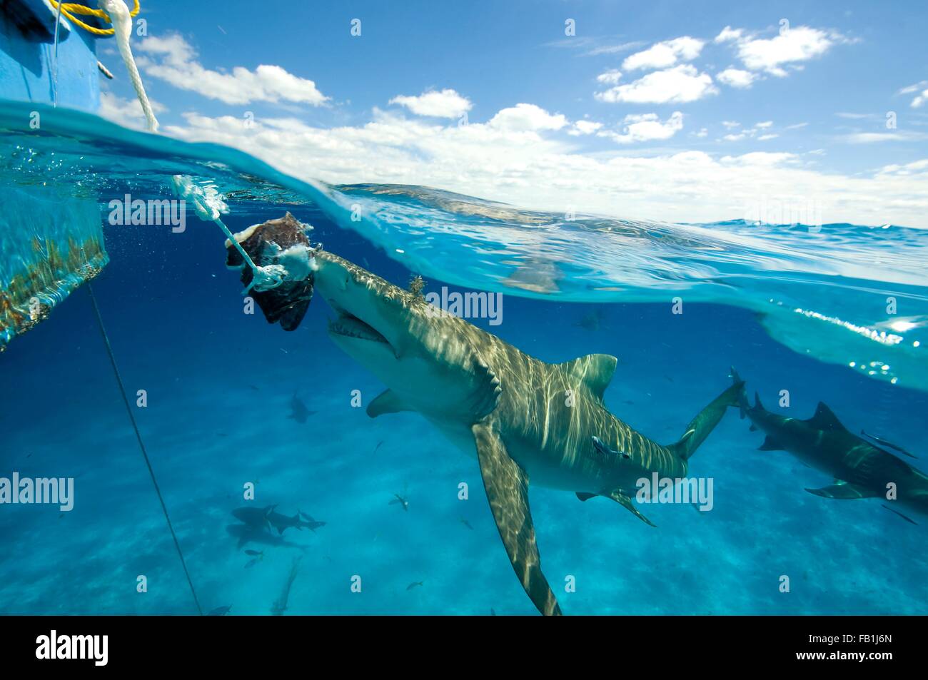 Sous-vue de le requin près de surface de l'appât de l'alimentation pendant de voile, Plage du Tigre, Bahamas Banque D'Images