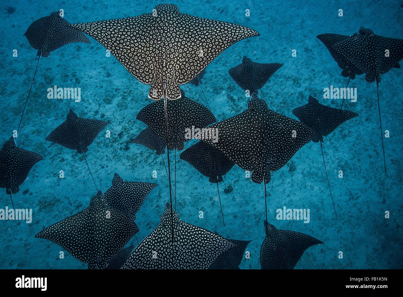 Vue en plongée sous-marine de Spotted Eagle rays casting shadows sur fond marin, Cancun, Mexique Banque D'Images