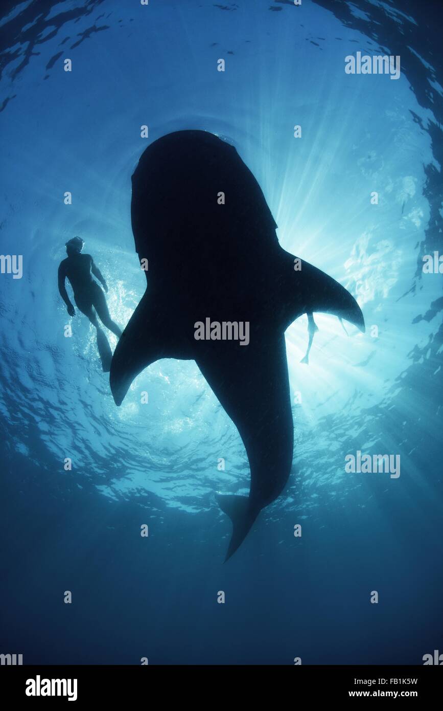 Vue sous-marine par le bas d'un requin-baleine insouciante de scuba diver piscine à côté, rétroéclairé, Isla Mujeres, Mexique Banque D'Images