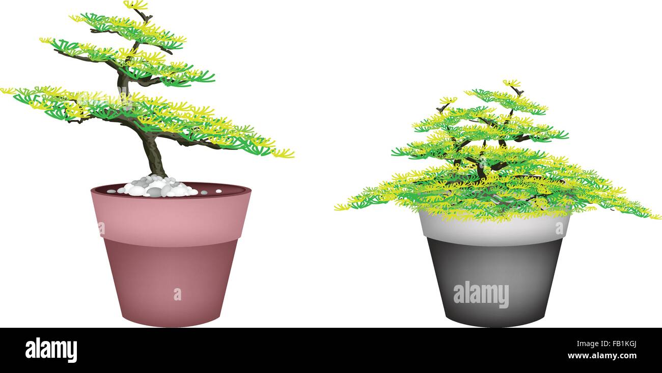 Plante d'intérieur, Illustration de deux beaux Bonsaï sapin dans les pots  de fleurs pour décoration de jardin Image Vectorielle Stock - Alamy