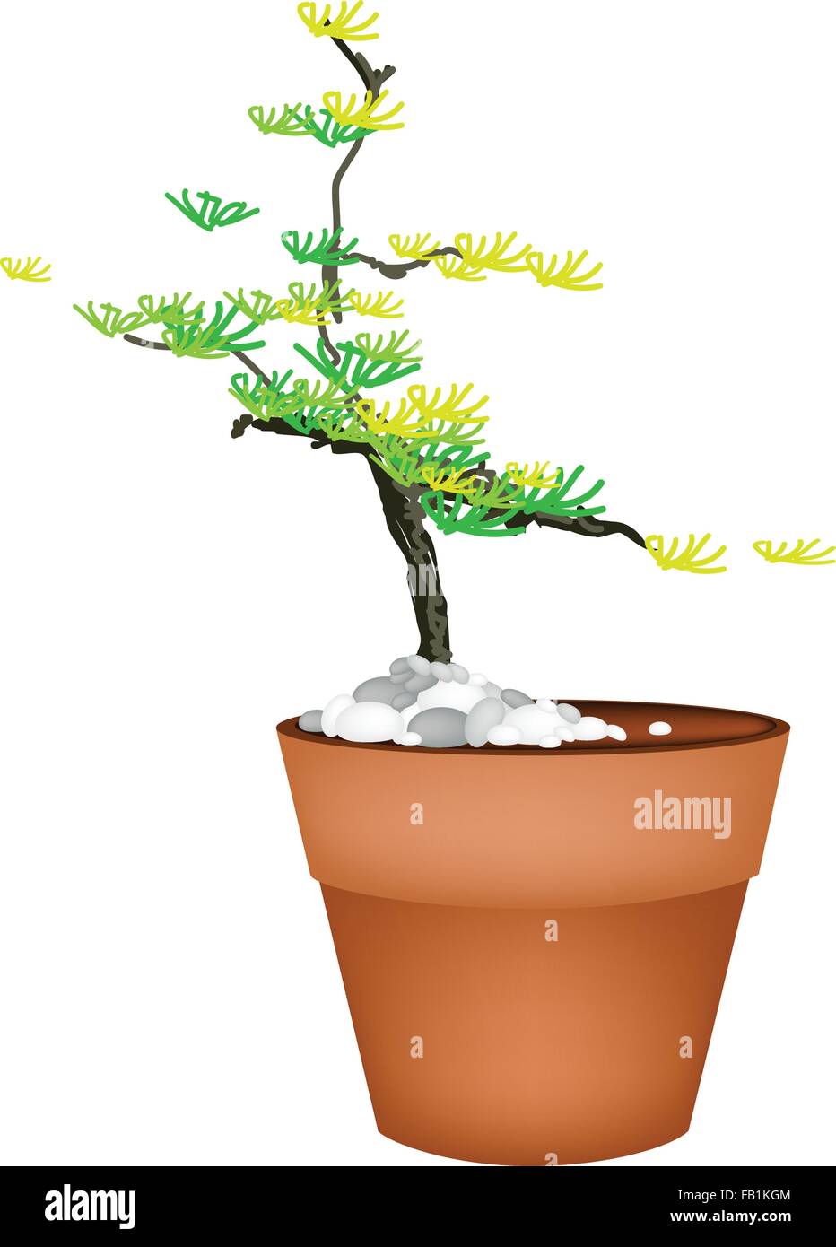 Plante d'intérieur, Illustration d'un petit Bonsaï Sapin en pot en terre cuite pour décoration de jardin. Illustration de Vecteur