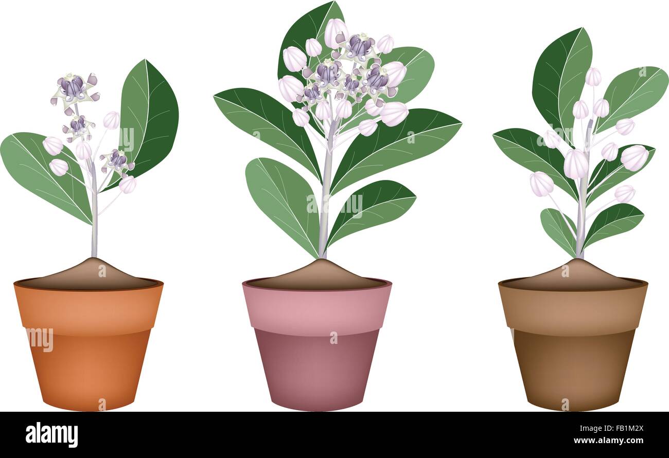 Belle fleur, d'illustration ou de fleurs fraîches Calotropis Gigantea fleur couronne en terre cuite Pot de fleurs pour décoration de jardin Illustration de Vecteur