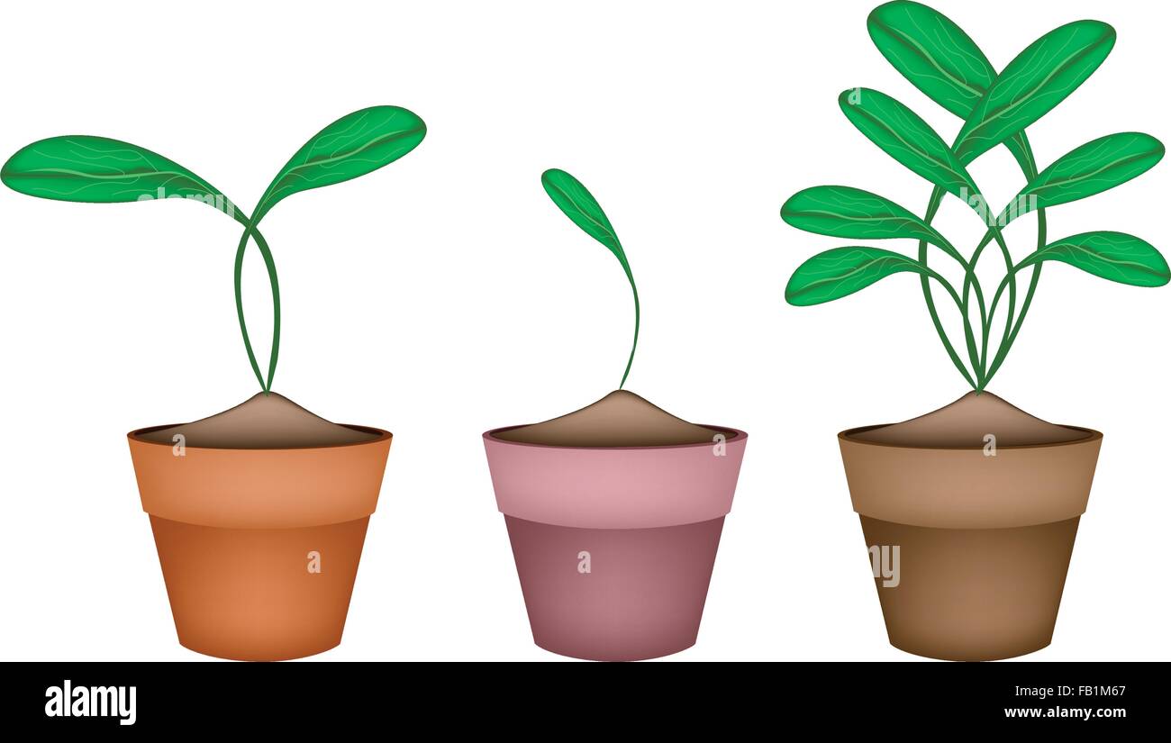 Illustration de délicieux légumes, choux de Bruxelles verts frais dans des pots de fleurs en terre cuite. Illustration de Vecteur