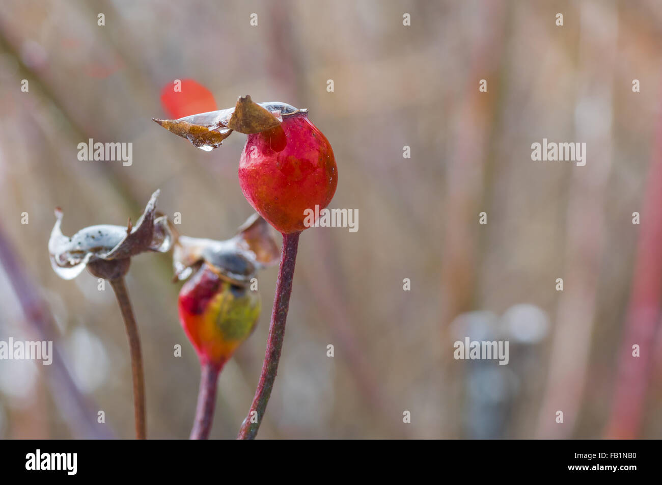 Couvert de glace rose-canina(chien-rose) Berry en jardin d'hiver libre. Banque D'Images