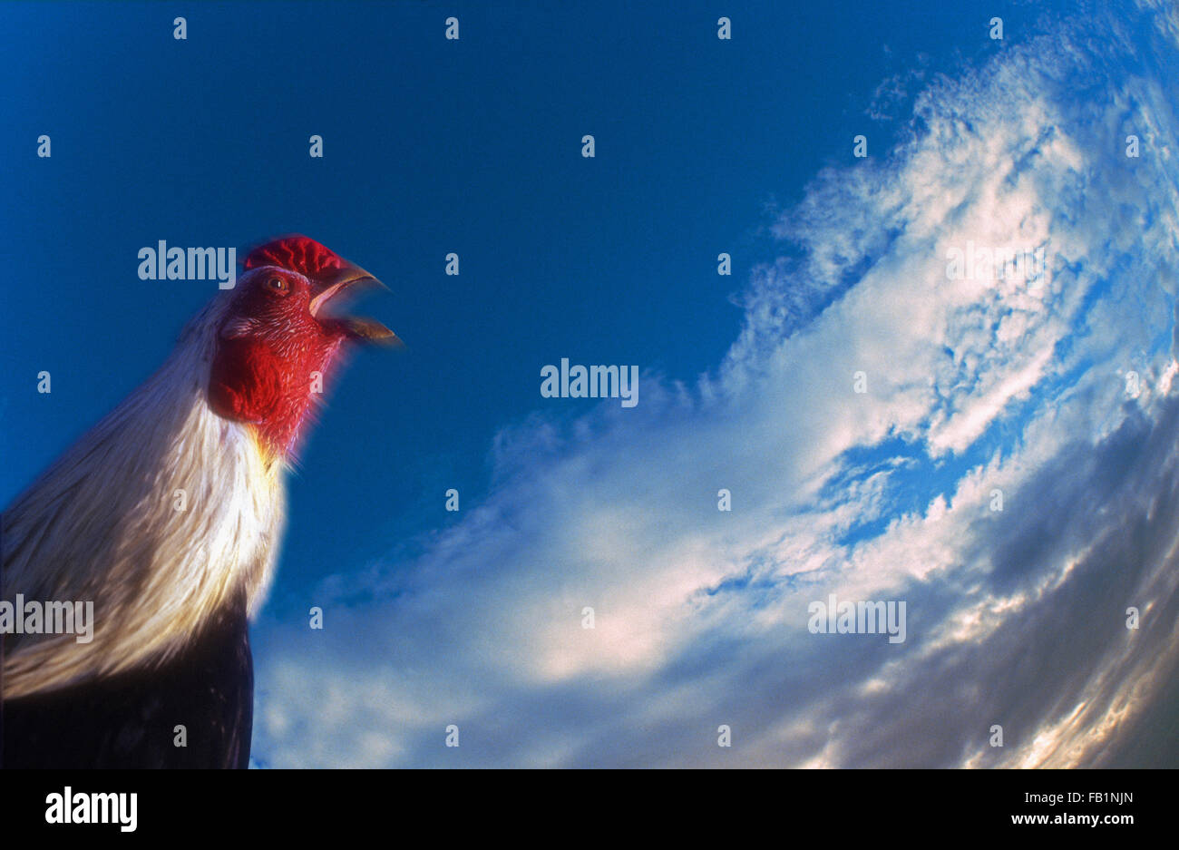 Un coq qui chantent dans le lever tôt le matin contre un ciel bleu Banque D'Images