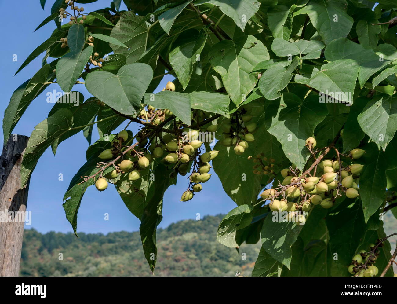 Jacaranda tree fruits de Pancharevo, Bulgarie Banque D'Images
