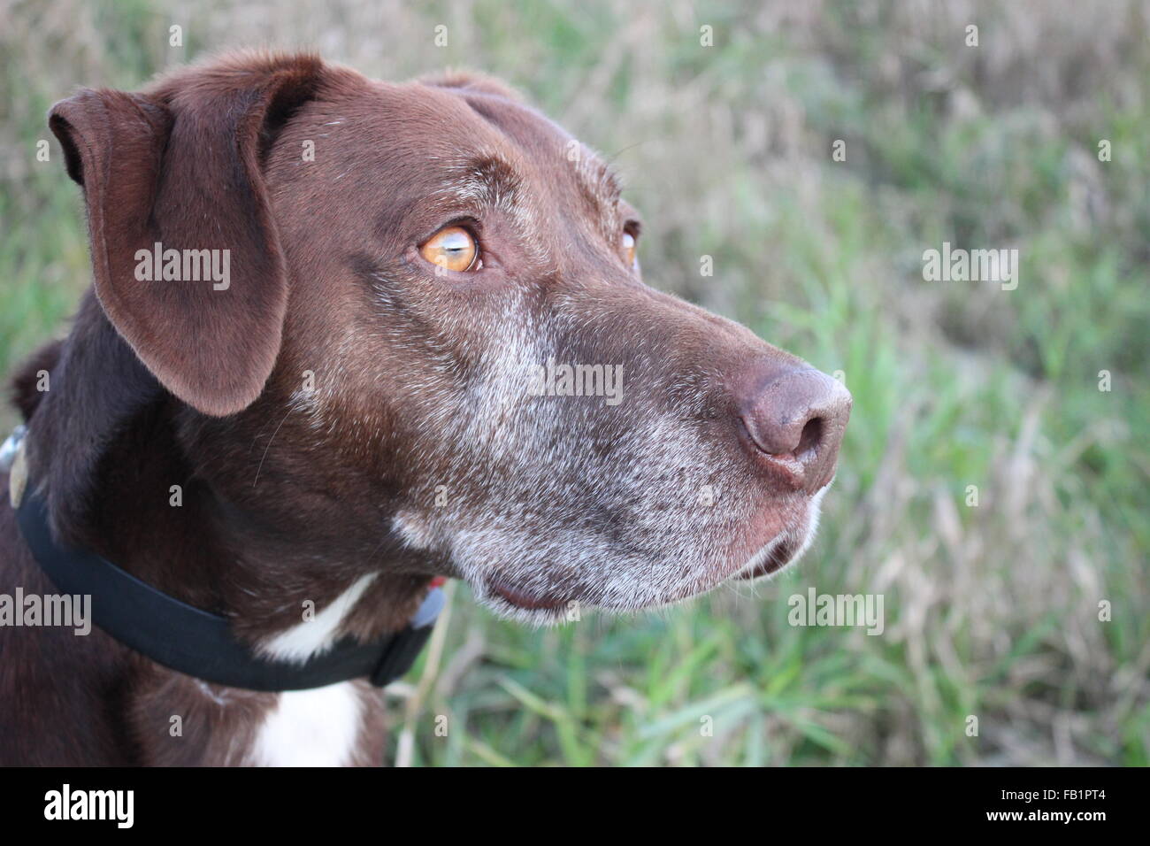 Laboratoire chocolat Explorer Banque D'Images
