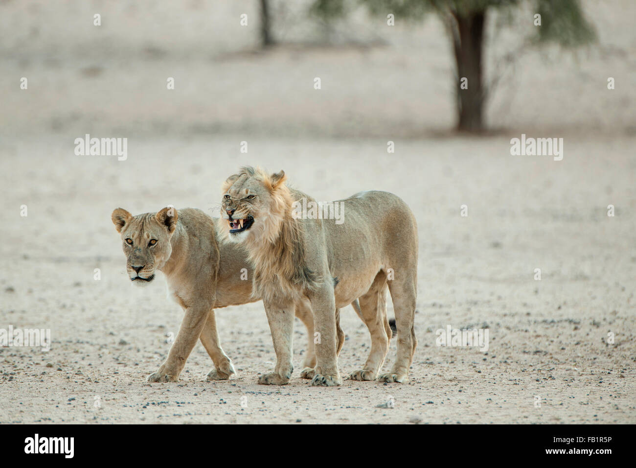 Lion (Panthera leo) couple, Kgalagadi Transfrontier Park, dans le Nord de la Province du Cap, Afrique du Sud Banque D'Images